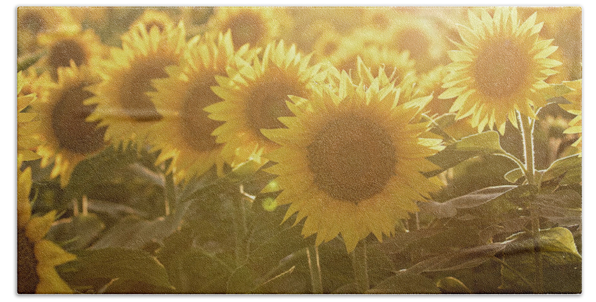 Sunflower Hand Towel featuring the photograph Sunflower Sunrise #1 by Eilish Palmer