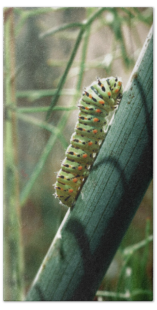 Papilio Machaon Hand Towel featuring the photograph Swallowtail Caterpillar #1 by Meir Ezrachi