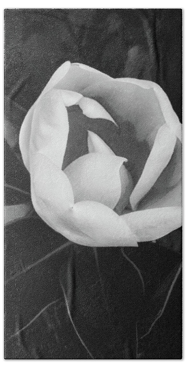 Flower Bath Towel featuring the photograph Sweet Magnolia #1 by Joseph Hollingsworth