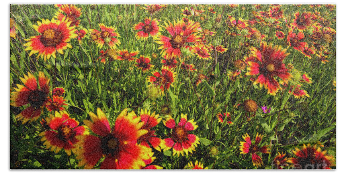Close Up Hand Towel featuring the photograph Texas Hill Country wildflowers - Indian Blanket Firewheels, Lake #1 by Dan Herron