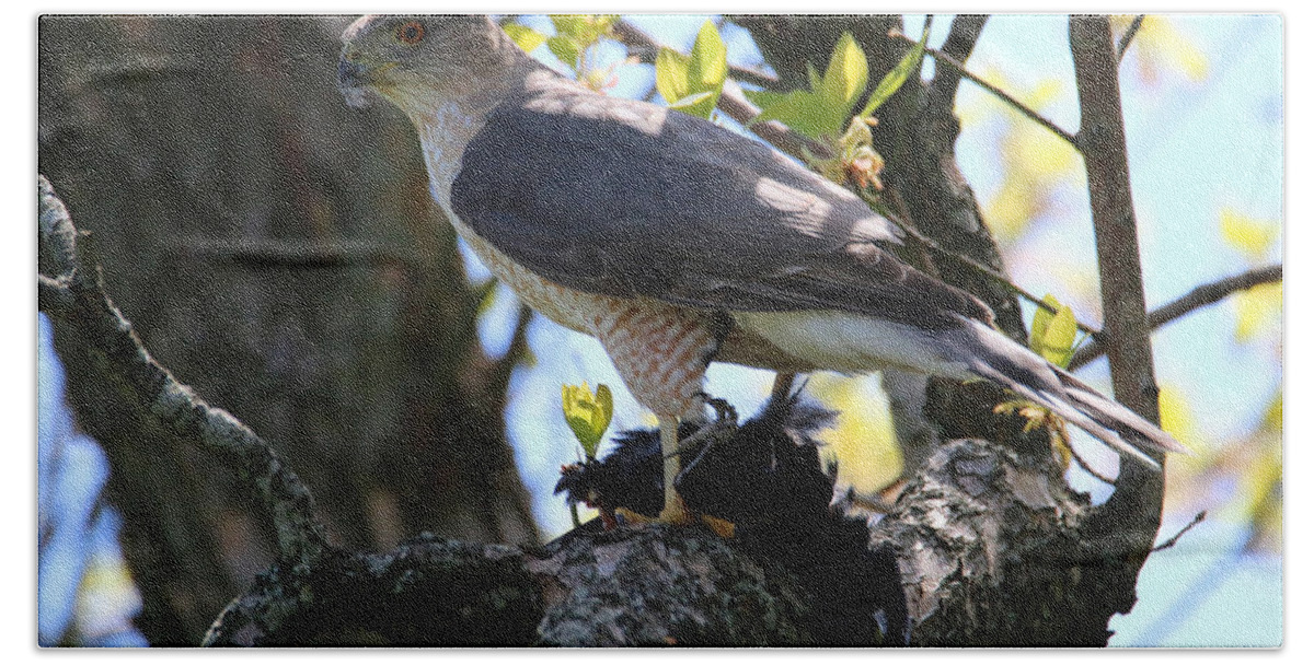 Cooper's Hawk Hand Towel featuring the photograph That's Nature #1 by Living Color Photography Lorraine Lynch