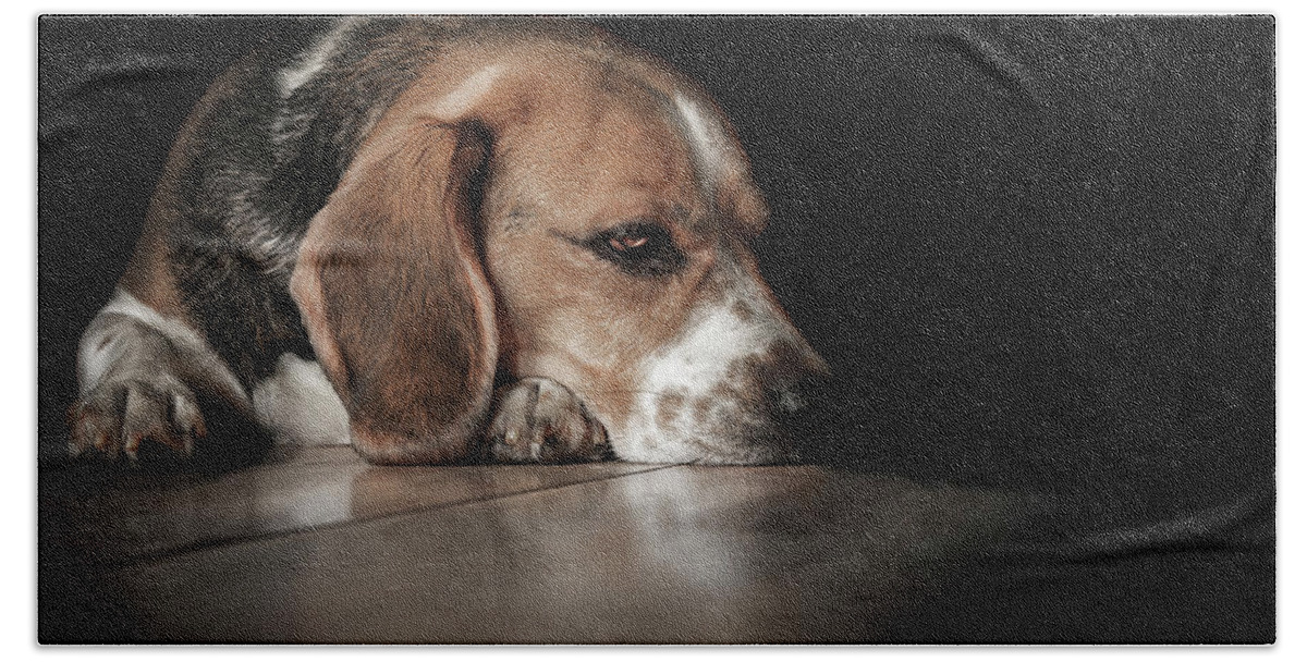 Beagle Hand Towel featuring the photograph The Day Dreamer by Paul Neville