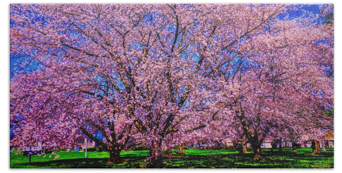 Spring Hand Towel featuring the photograph Three Mile Island Cherry Trees #1 by Paul Kercher