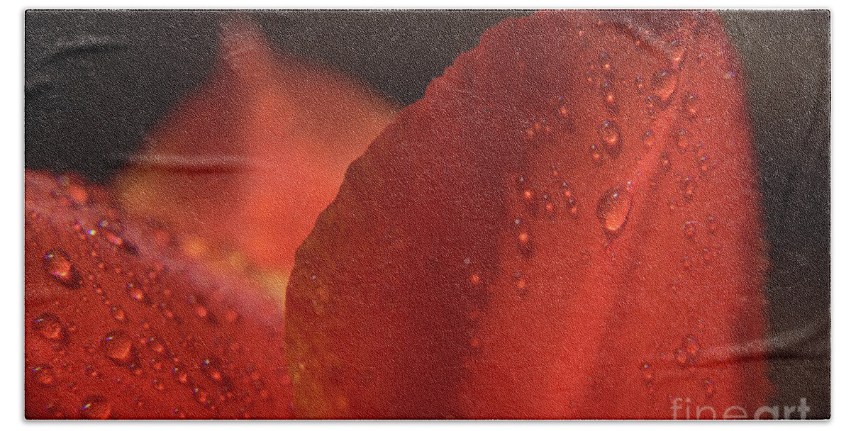 Tulip Hand Towel featuring the photograph Tulip Raindrops-3799 by Steve Somerville