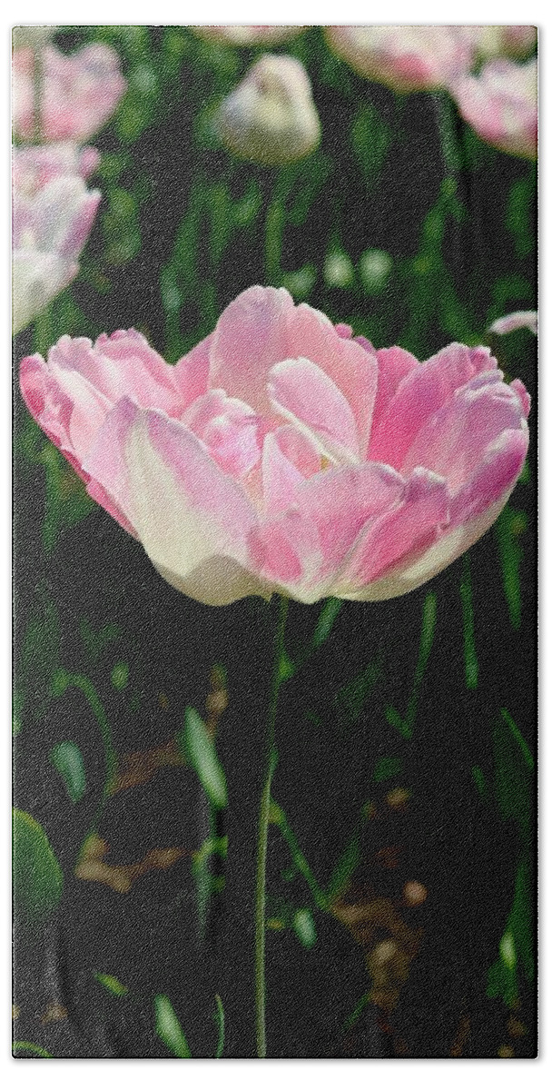 Tulip Hand Towel featuring the photograph Tulip #1 by Sarah Lilja
