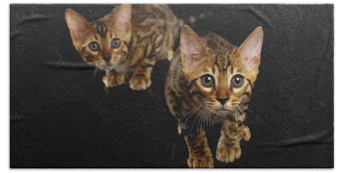 Cat Bath Towel featuring the photograph Two Bengal Kitty Looking in Camera on Black #2 by Sergey Taran