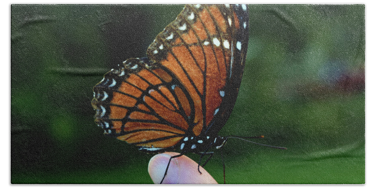 Photograph Hand Towel featuring the photograph Viceroy Butterfly #1 by Larah McElroy