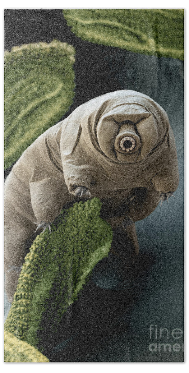 Paramacrobiotus Craterlaki Hand Towel featuring the photograph Water Bear Or Tardigrade by Eye of Science