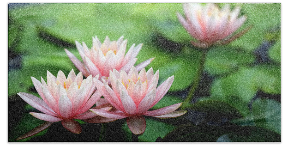 Water Lily Bath Towel featuring the photograph Water Lily #1 by Mariel Mcmeeking