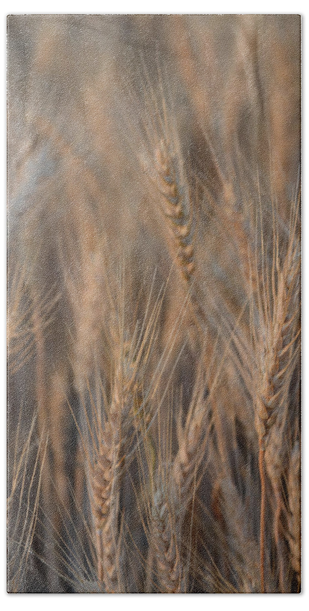 Wheat Bath Towel featuring the photograph Waves of Grain #1 by Whispering Peaks Photography