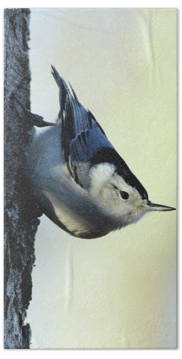 White Breasted Nuthatch Bath Towel featuring the photograph White Breasted Nuthatch Wading River New York #1 by Bob Savage