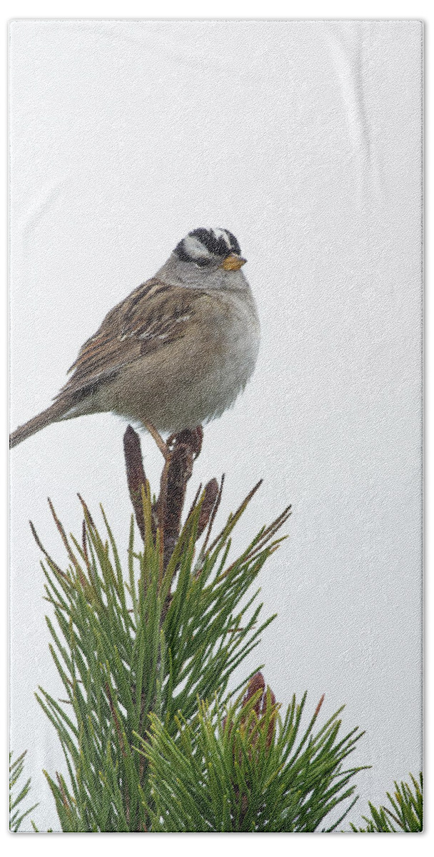 White-crowned Sparrow Hand Towel featuring the photograph White Crowned Sparrow #1 by Jim Zablotny