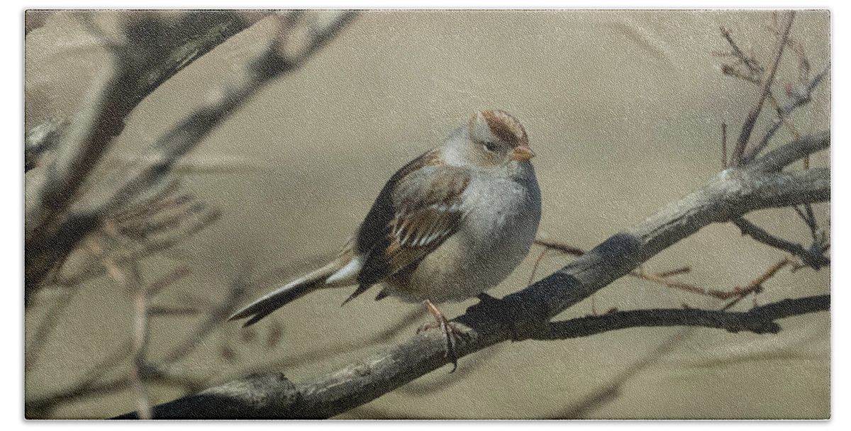 White Crowned Sparrow Bath Towel featuring the photograph White-Crowned Sparrow    by Holden The Moment