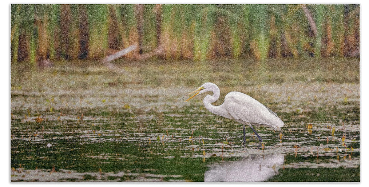 Animal Bath Towel featuring the photograph White, Great Egret by Peter Lakomy