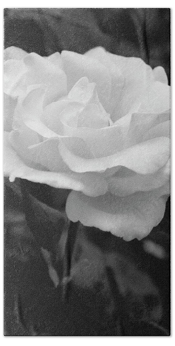 White Hand Towel featuring the photograph White Rose #1 by Tom Reynen