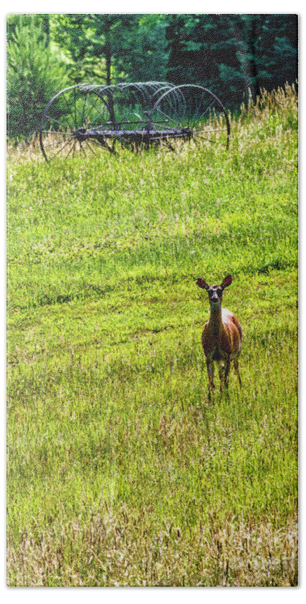 Whitetail Deer Bath Towel featuring the photograph Whitetail Deer and Hay Rake #1 by Thomas R Fletcher