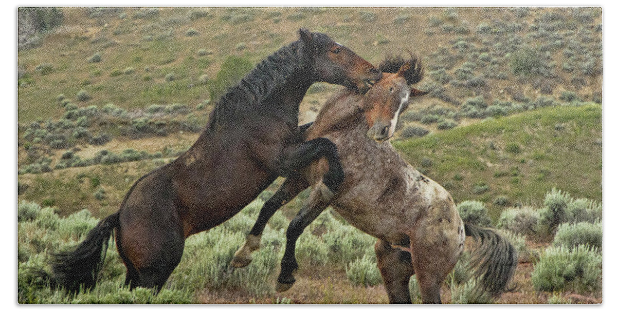 Horse Hand Towel featuring the photograph Wild Mustang Stallions Fighting #1 by Waterdancer