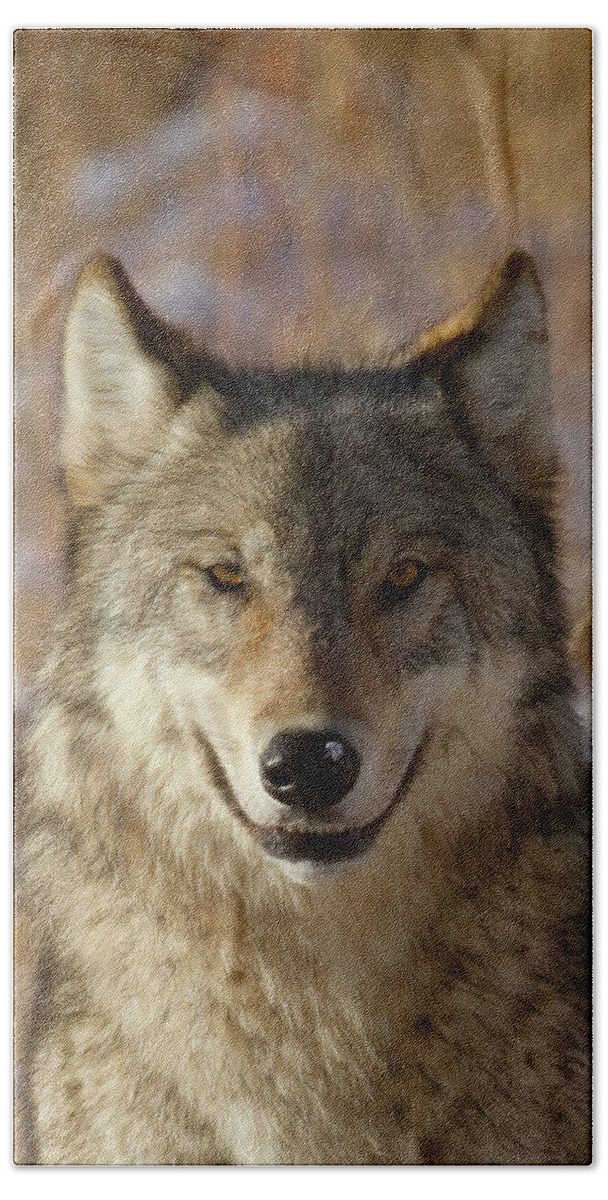 Wolf Bath Towel featuring the photograph Wild Wolf Portrait #1 by Mark Miller