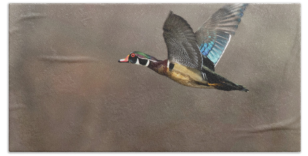 Duck Hand Towel featuring the photograph Wood Duck Flight #2 by Art Cole