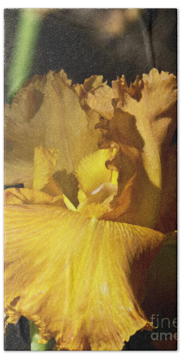 Boyce Thompson Arboretum Bath Towel featuring the photograph Golden Yellow Iris by Kathy McClure