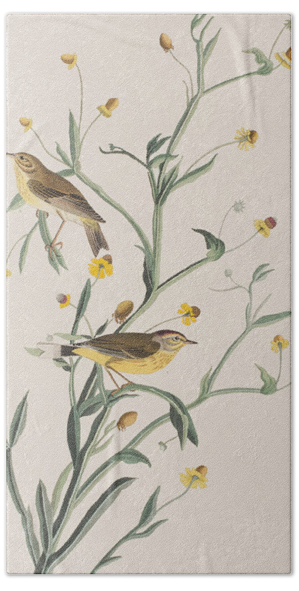 Yellow Red-poll Warbler Hand Towel featuring the painting Yellow Red-poll Warbler by John James Audubon