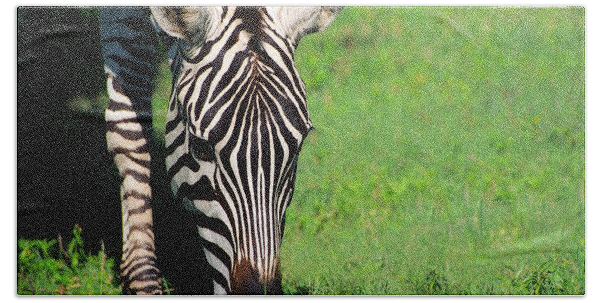 Africa Hand Towel featuring the photograph Zebra #1 by Sebastian Musial