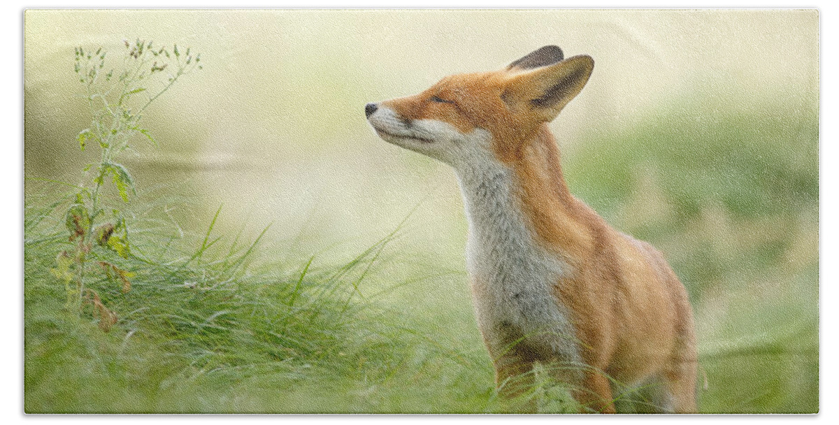 Fox Hand Towel featuring the photograph Zen Fox Series - Zen Fox by Roeselien Raimond