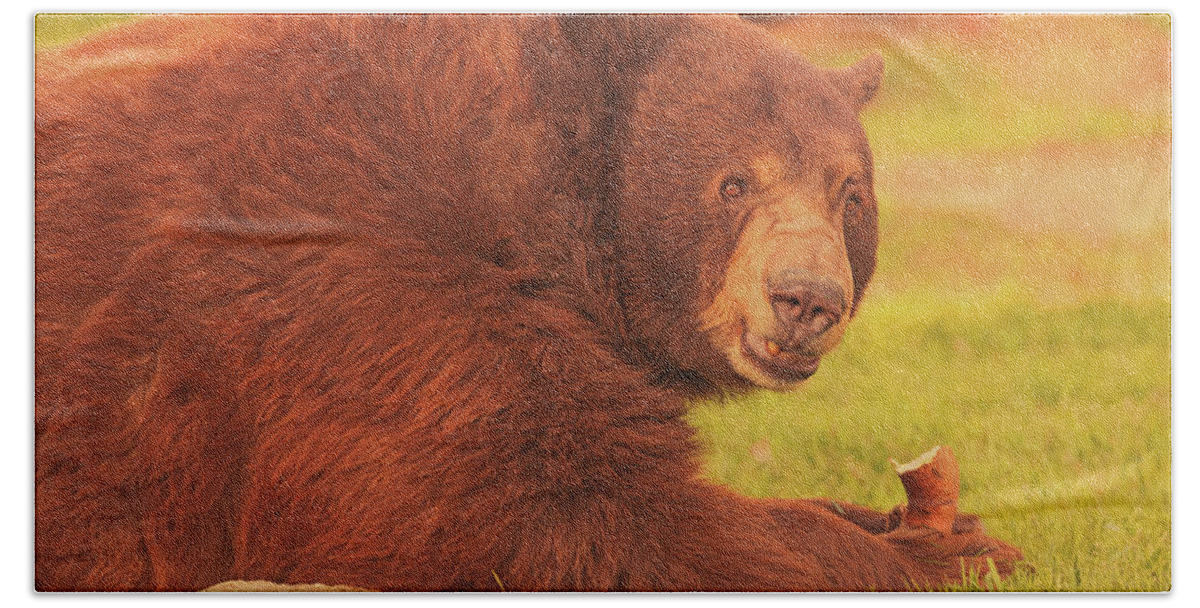 Animal Hand Towel featuring the photograph Black Bear #10 by Brian Cross