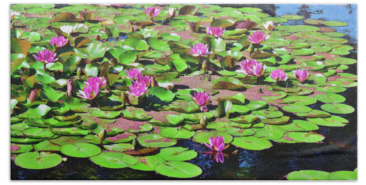 Linda Brody Hand Towel featuring the photograph 11 Lily Pad with Brilliant Flowers by Linda Brody