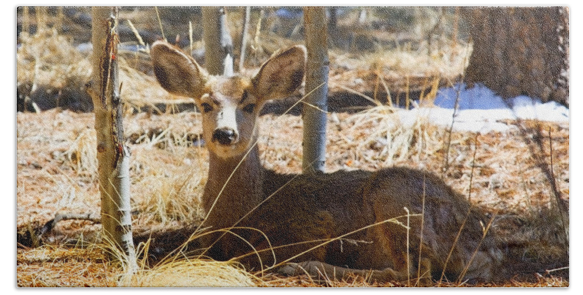 Deer Bath Towel featuring the photograph Mule Deer in the Pike National Forest #12 by Steven Krull