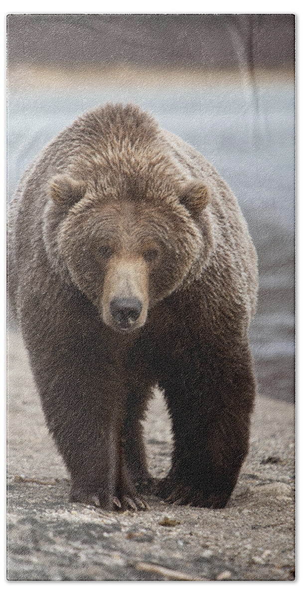 Grizzly Bear Ursus Arctos Horribilis Hand Towel by Matthias Breiter - Pixels