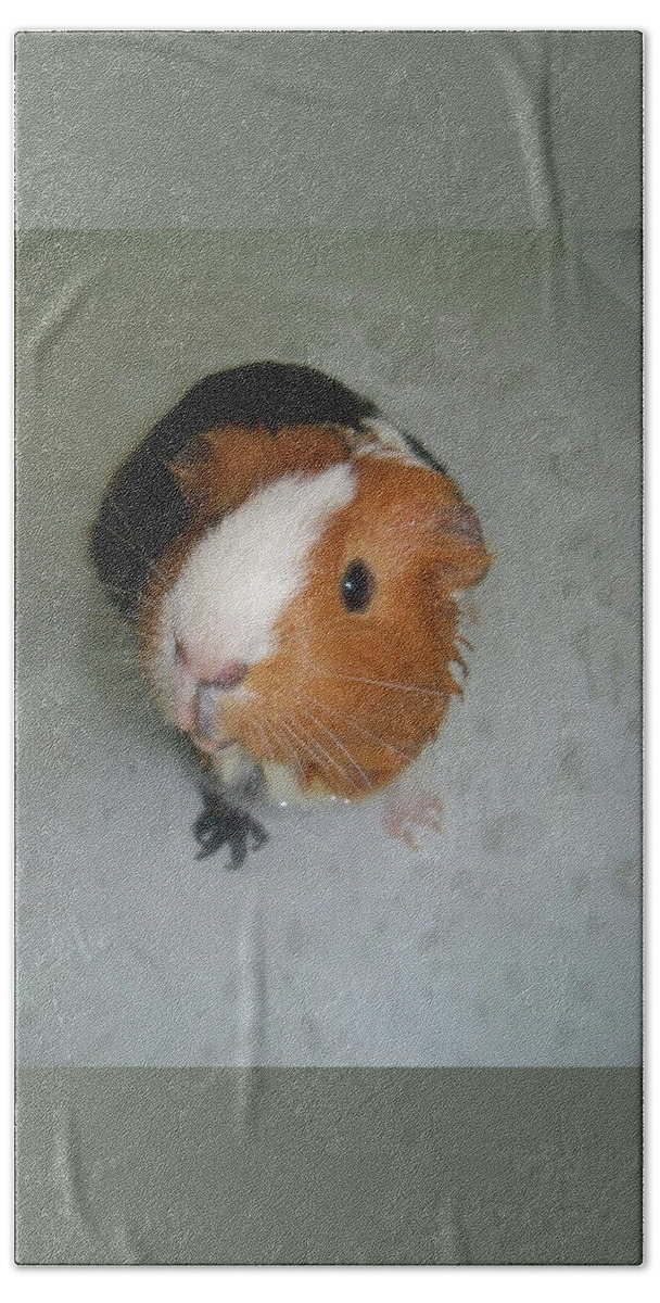 Guinea Pig Hand Towel featuring the photograph Guinea Pig #13 by Jackie Russo