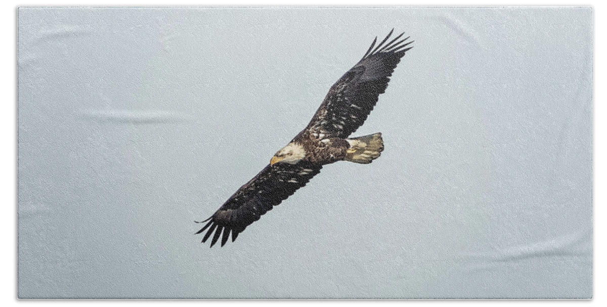 Illinois Hand Towel featuring the photograph Bald Eagle #15 by Peter Lakomy