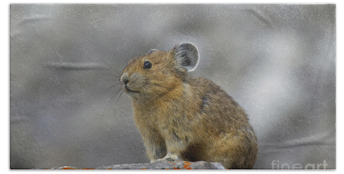 American Pika Bath Towel featuring the photograph 151221p238 by Arterra Picture Library