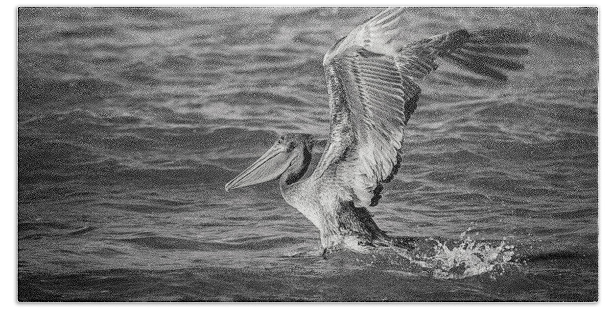 Aqua Hand Towel featuring the photograph Pelican by Peter Lakomy
