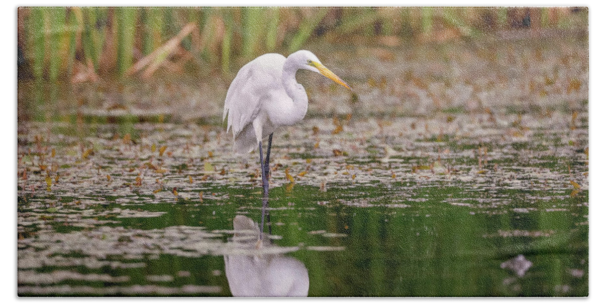 Animal Hand Towel featuring the photograph White, Great Egret #16 by Peter Lakomy