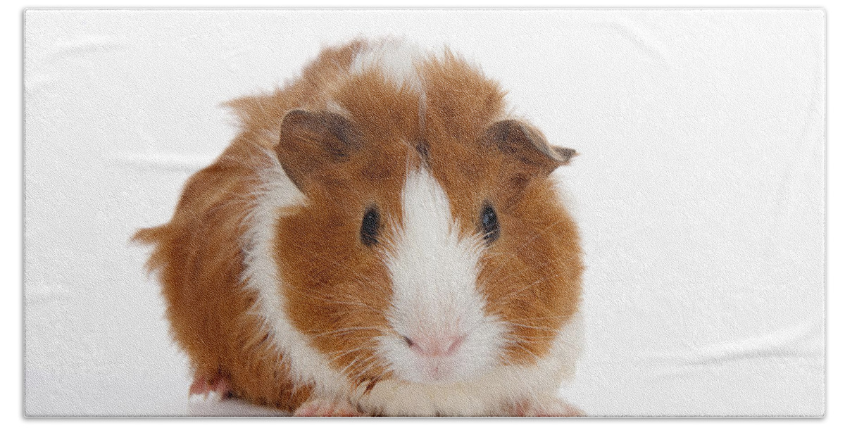 Abyssinian Guinea Pig Bath Towel featuring the photograph Abyssinian Guinea Pig #2 by Anthony Totah