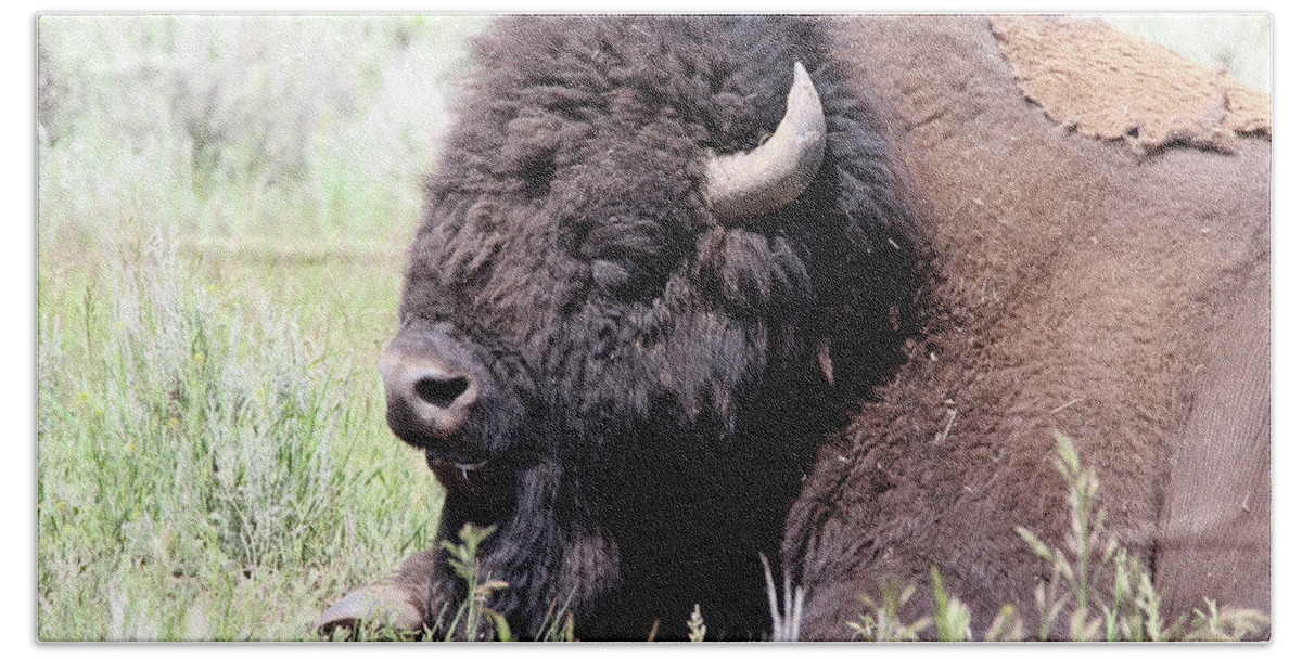 American Bison Bath Towel featuring the photograph American Bison Yellowstone USA #2 by Bob Savage