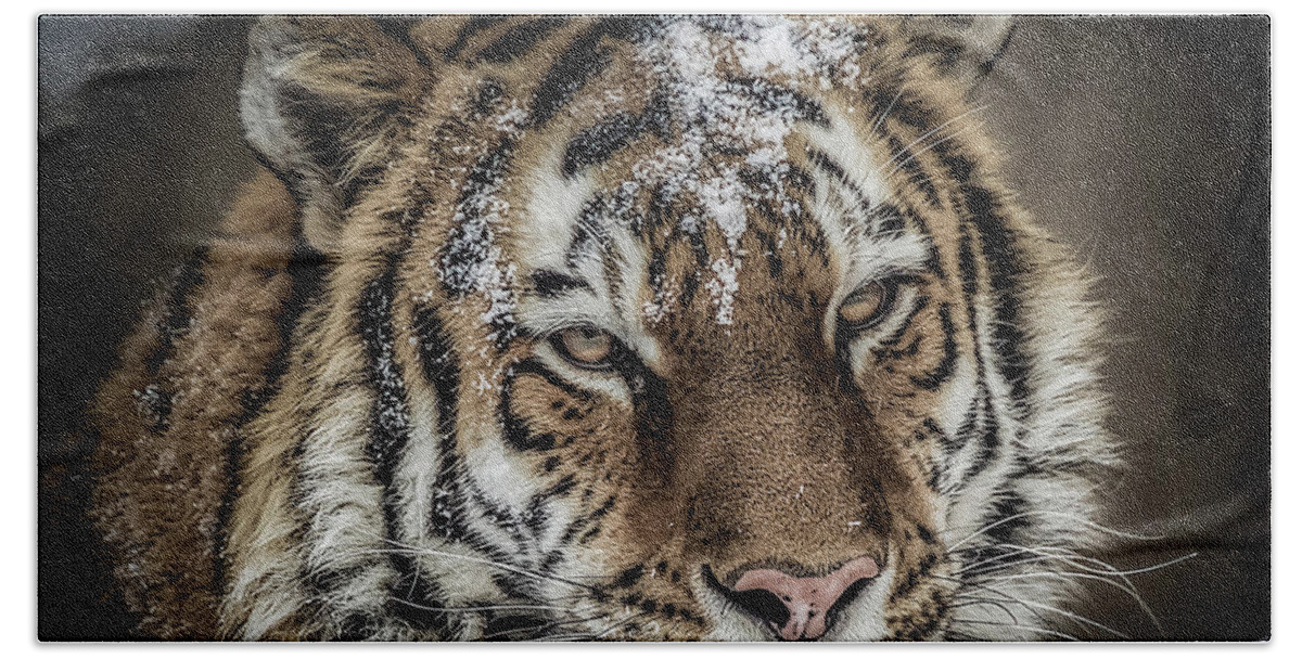 Amur Hand Towel featuring the photograph Amur Tiger by Ron Pate