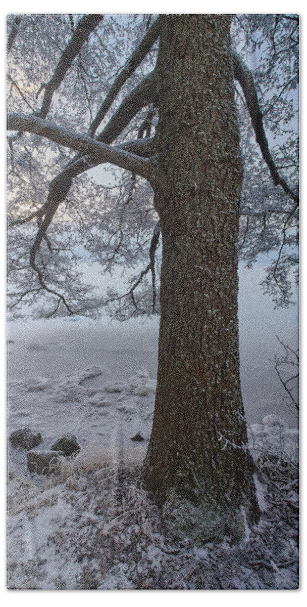 Finland Bath Towel featuring the photograph Arboretum winter #2 by Jouko Lehto