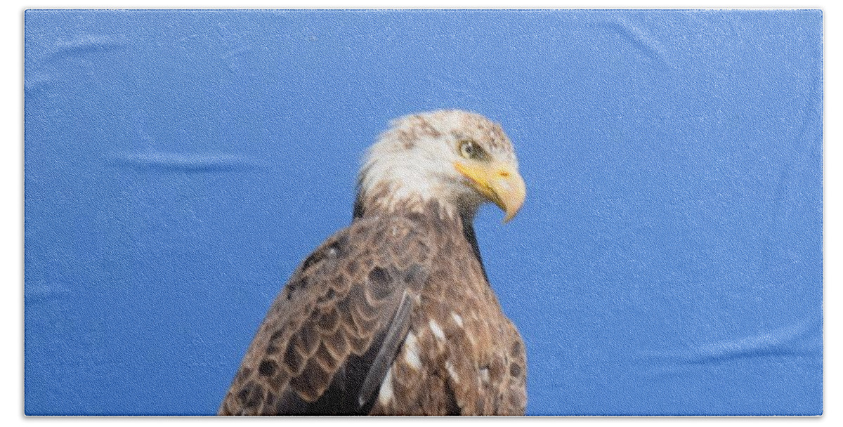 Animal Bath Towel featuring the photograph Bald Eagle Juvenile Perched by Margarethe Binkley