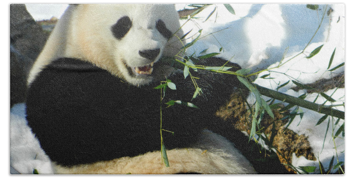 Giant Pandas Bath Towel featuring the photograph Bao Bao Sittin' In The Snow Taking A Bite Out Of Bamboo1 by Emmy Marie Vickers
