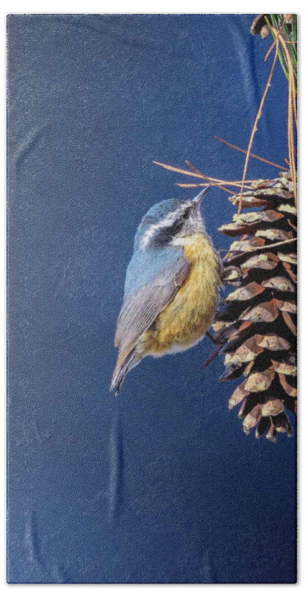 Adorable Hand Towel featuring the photograph Black-capped Chickadee by Peter Lakomy