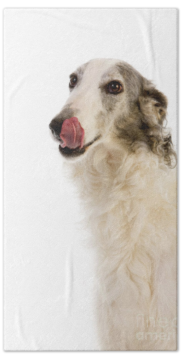 Adult Bath Towel featuring the photograph Borzoi Or Russian Wolfhound #2 by Gerard Lacz