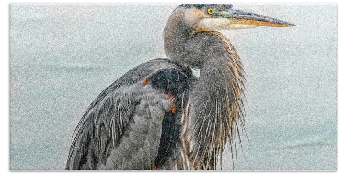 Ardea Herodias Hand Towel featuring the photograph Chesapeake Bay Great Blue Heron #2 by Patrick Wolf