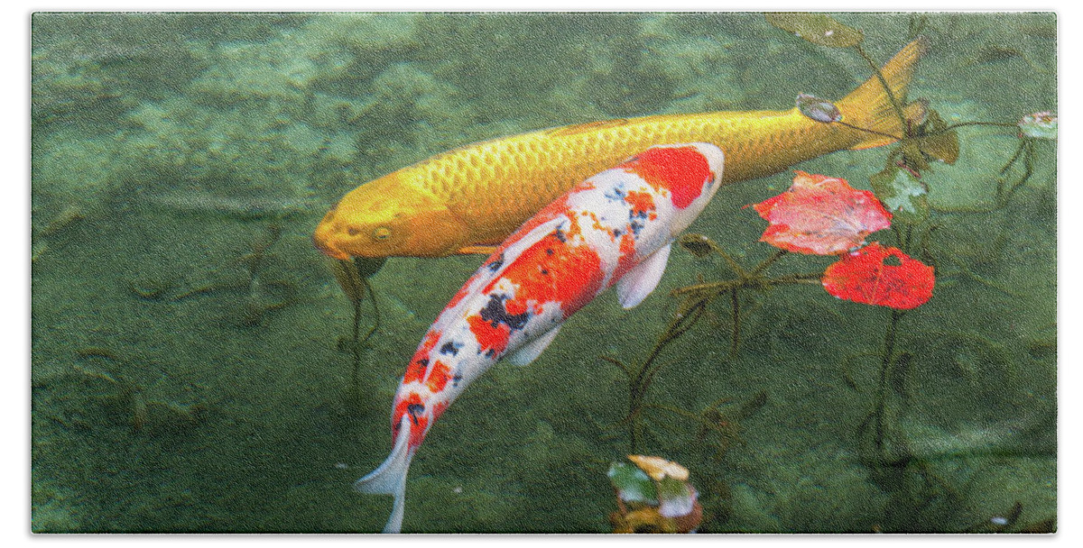Colored Carp Bath Towel featuring the photograph Colored Carp at Monet's Pond #2 by Hisao Mogi