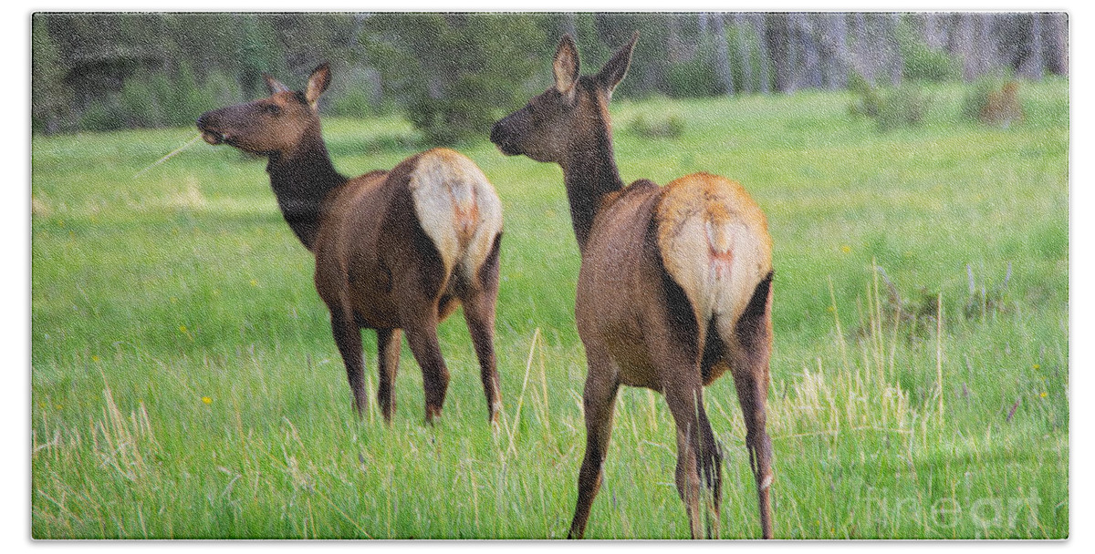 Elk Bath Sheet featuring the photograph Two cow elk in the Rockies by Jeff Swan