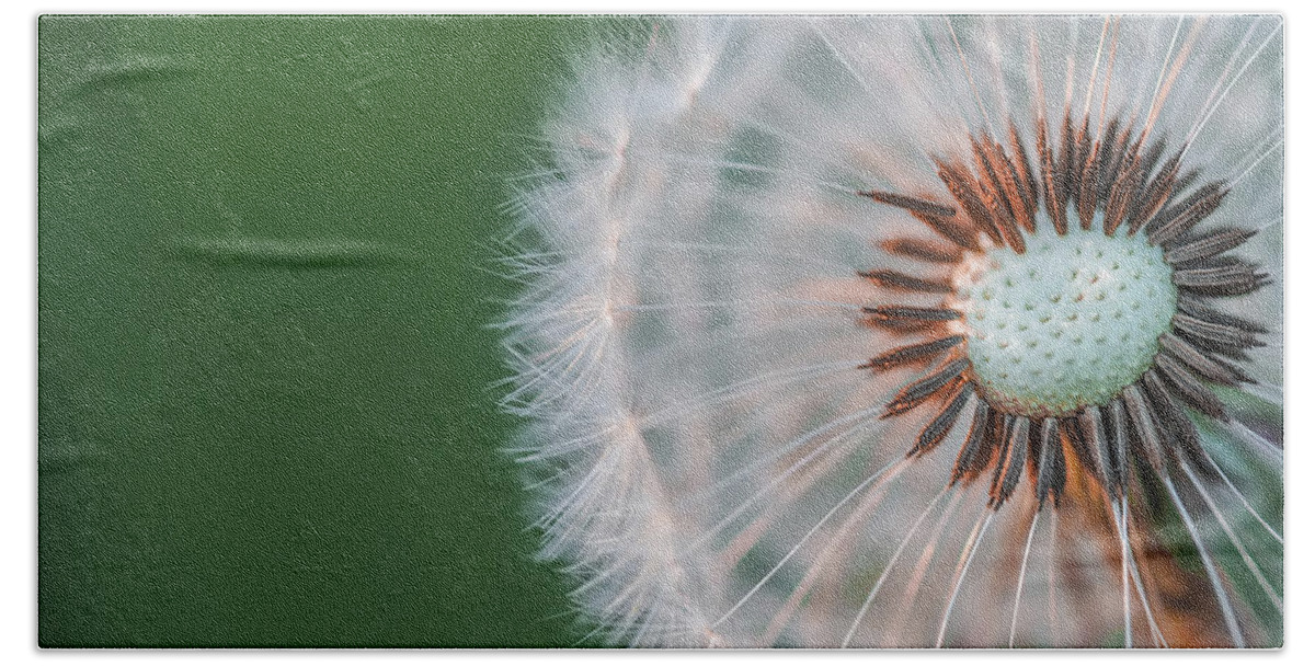 Abstract Hand Towel featuring the photograph Dandelion #2 by Bess Hamiti