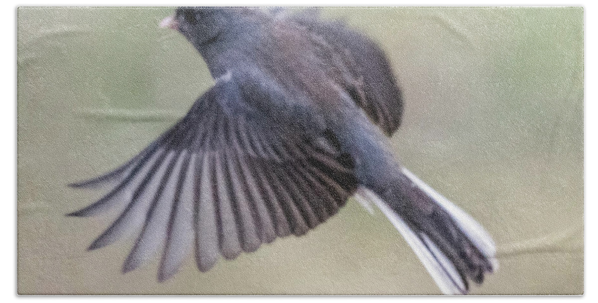 Bird Hand Towel featuring the photograph Dark Eyed Junco Flying #2 by William Bitman