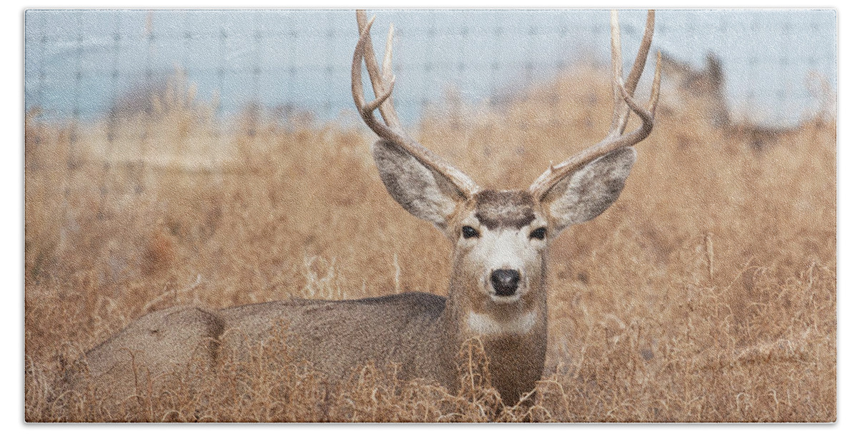 Deer Hand Towel featuring the photograph Deer #2 by Catherine Lau